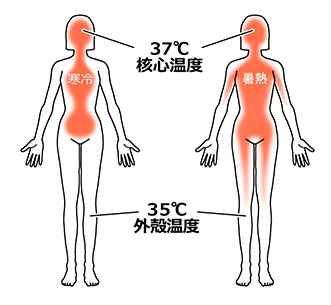 核心温度解説イラスト