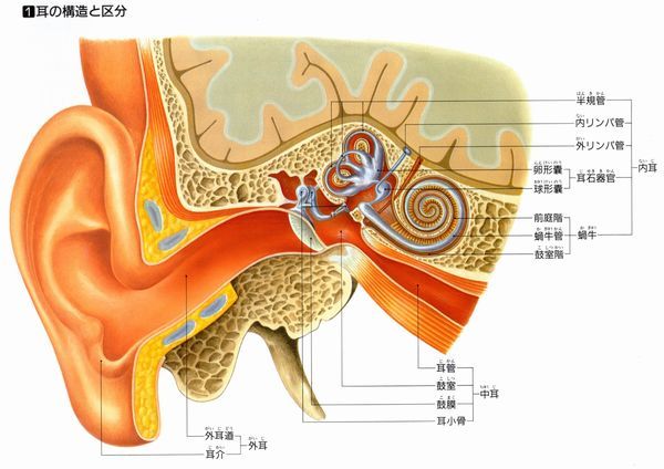 耳の構造